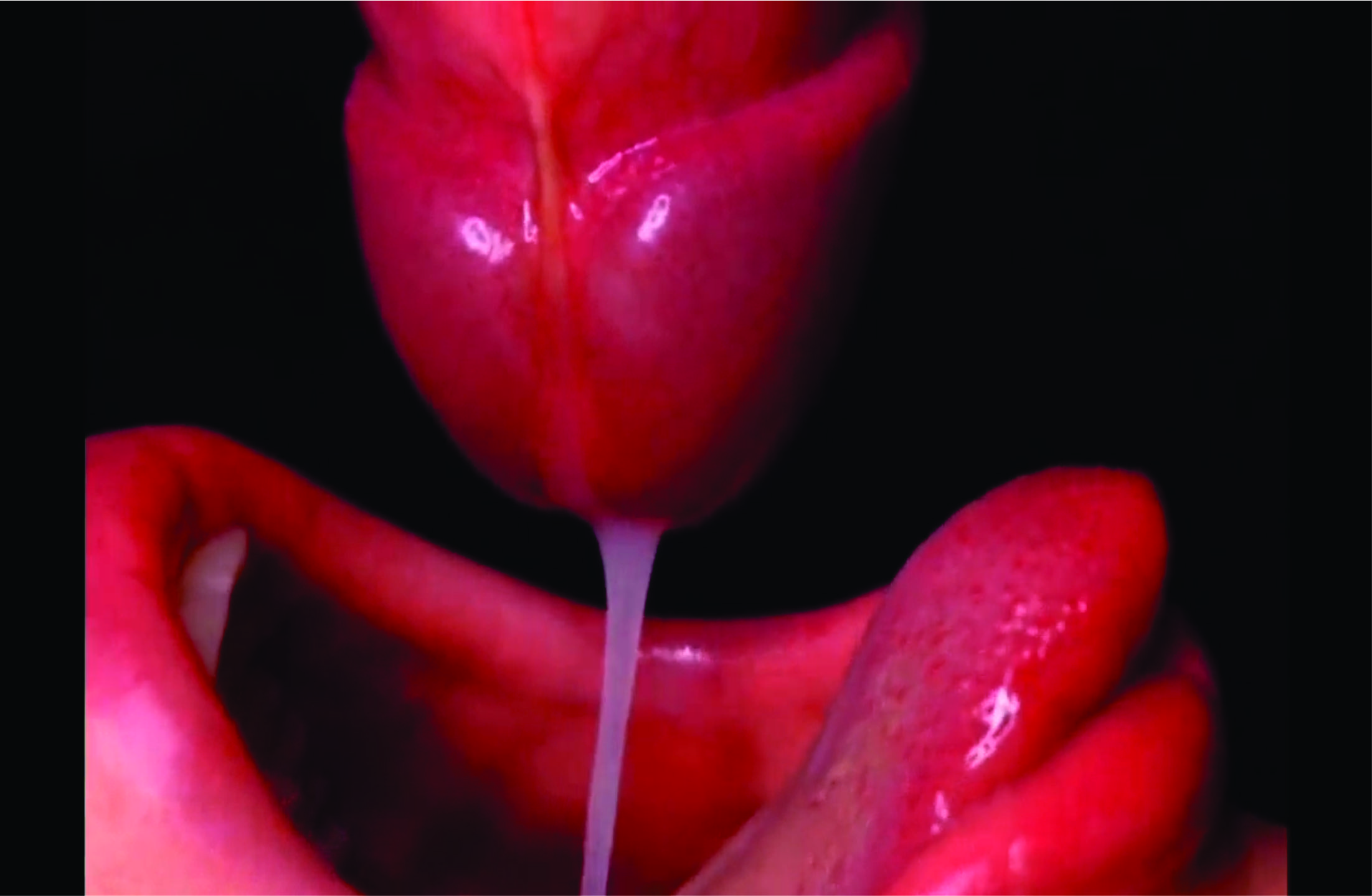 chupando pija hasta que pido me la pongan por favor