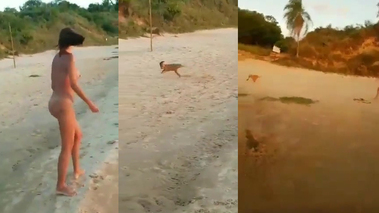 Perro roba tanga